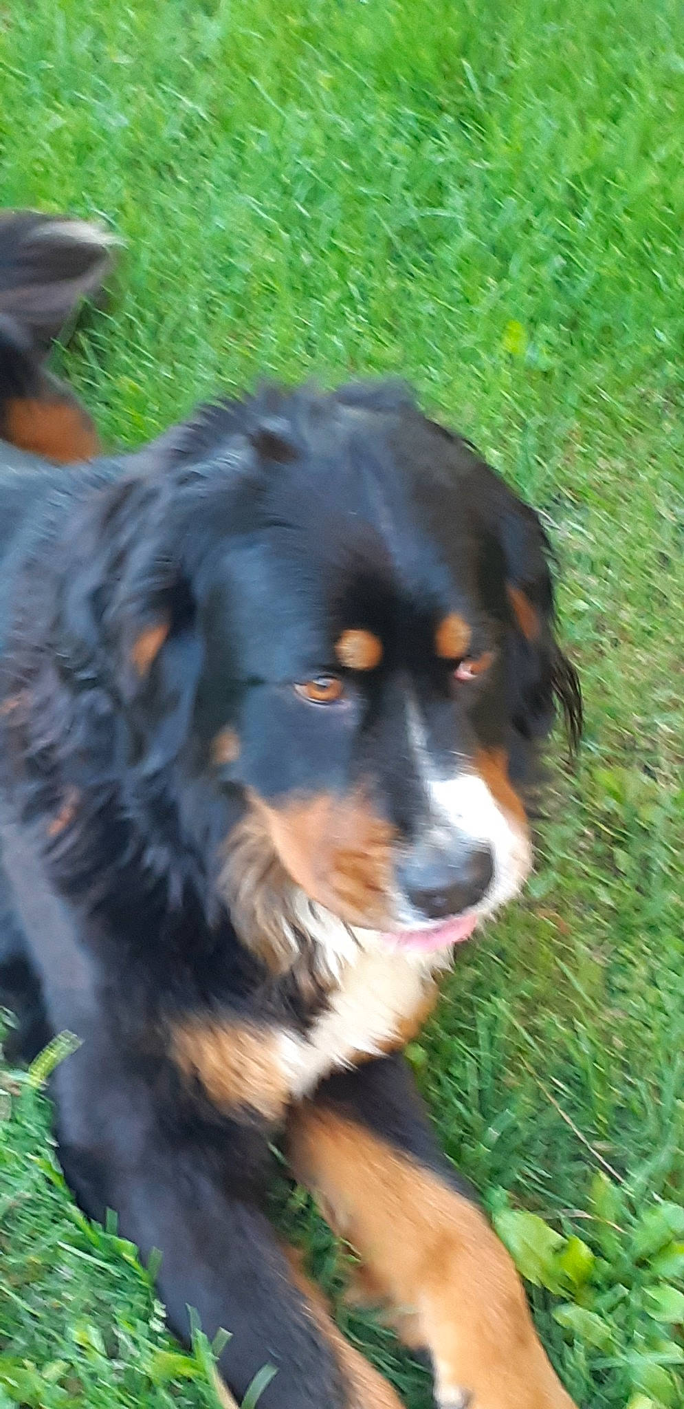 Melba a rejoint le concours — aidez-le/la à gagner de superbes lots ! canidae, carnivore, companion_dog, dog, dog_breed, english_shepherd, hovawart, huntaway, mammal, rare_breed_dog, snout, sporting_group, vertebrate, working_dog