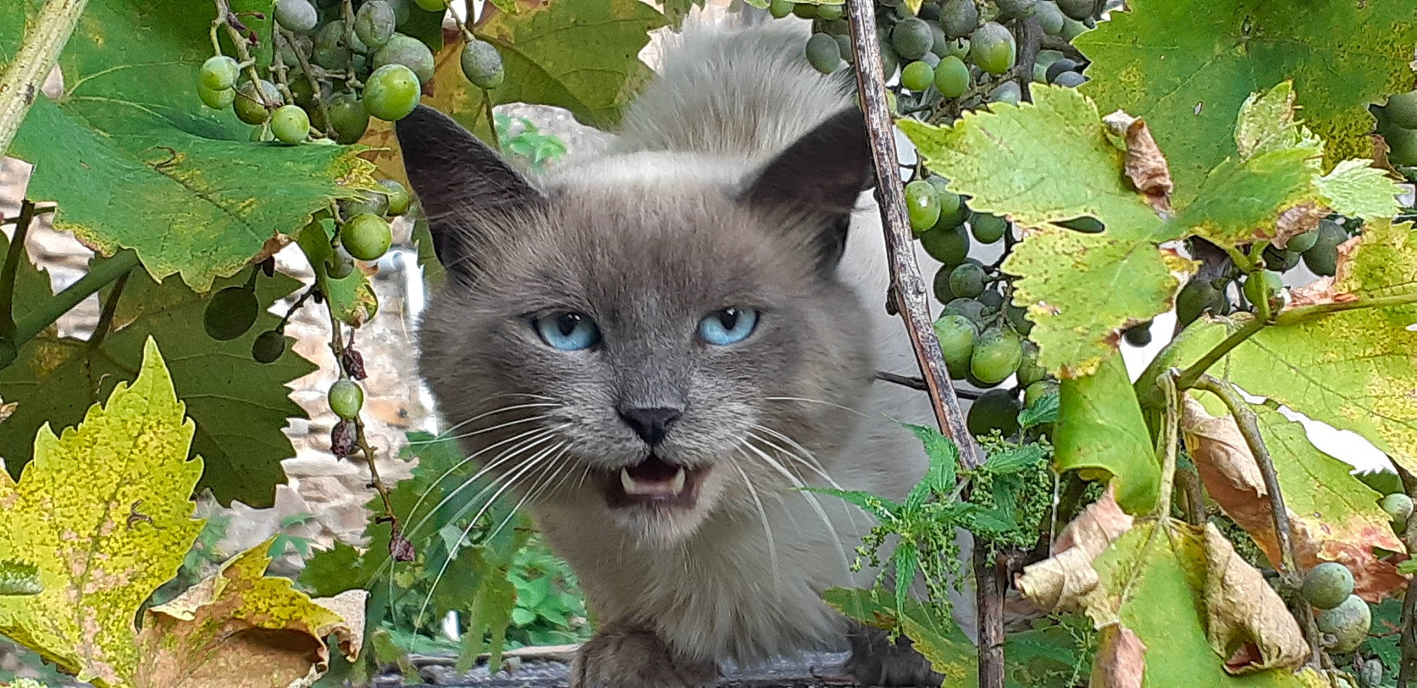 Obama participe au concours pour gagner de l'argent avec cette photo : balinese, birman, burmese, carnivore, cat, domestic_short_haired_cat, felidae, kitten, mammal, nebelung, ojos_azules, oriental_longhair, ragdoll, siamese, small_to_medium_sized_cats, thai, tonkinese, vertebrate, whiskers, wildlife