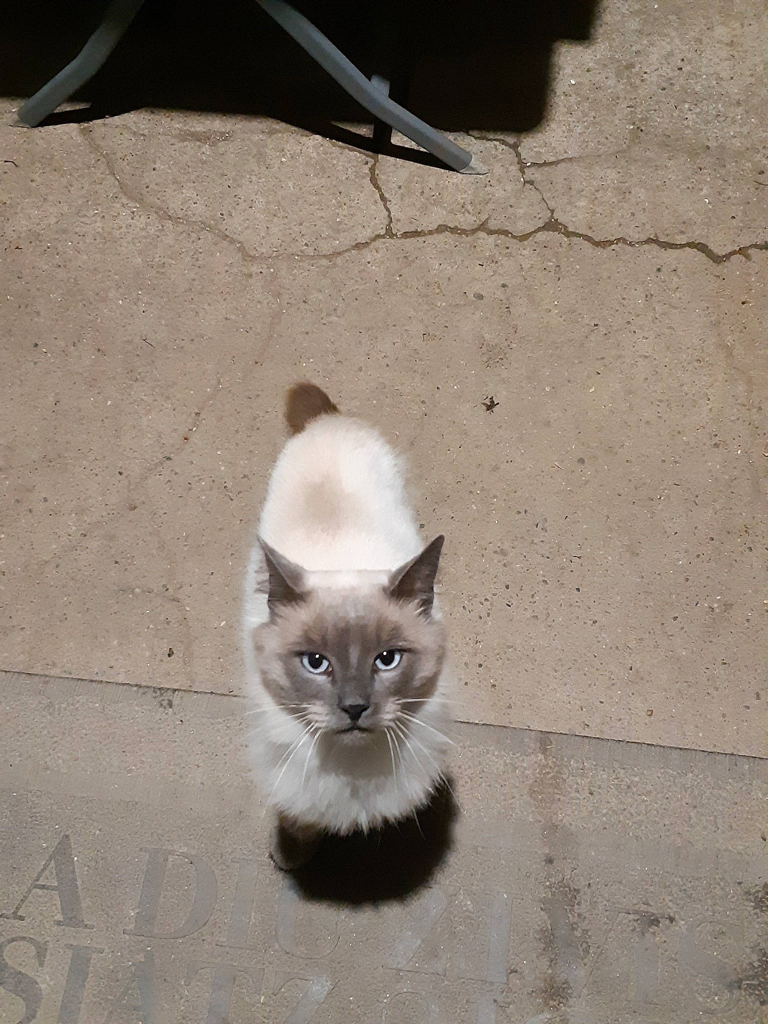 Obama a rejoint le concours — aidez-le/la à gagner de superbes lots ! asian, balinese, birman, black_and_white, burmese, carnivore, cat, domestic_short_haired_cat, felidae, fur, kitten, mammal, ojos_azules, ragdoll, siamese, small_to_medium_sized_cats, snapshot, snout, tail, whiskers