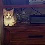 Morgan is registered to the contest to win money with this photo: animal, cat, cozy, curious, cute, domestic_cat, electronics, furniture, glass_object, hidden, indoors, kitten, orange_cat, pet, resting, shelf, small_space, white_cat, wooden_shelf, young_cat