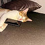 Scott joined the competition — help win amazing prizes! cat, sleeping, smartphone, pillow, cushion, indoor, pet, resting, fur, closeup, whiskers, pink_nose, relaxed, animal, domestic_cat, cozy, bedroom, soft, cute, tabby