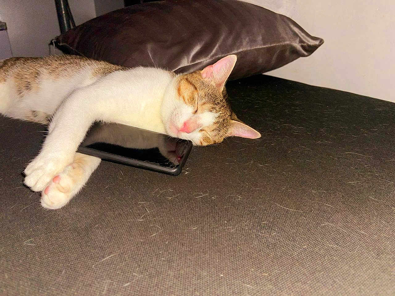 Scott joined the competition — help win amazing prizes! cat, sleeping, smartphone, pillow, cushion, indoor, pet, resting, fur, closeup, whiskers, pink_nose, relaxed, animal, domestic_cat, cozy, bedroom, soft, cute, tabby