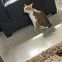 Scott joined the competition — help win amazing prizes! cat, tabby_cat, indoor, floor, couch, pillow, rug, tiled_floor, sunlight, furniture, pet, animal, domestic_cat, white_and_brown, sitting, shadow, home, cozy, quiet, resting