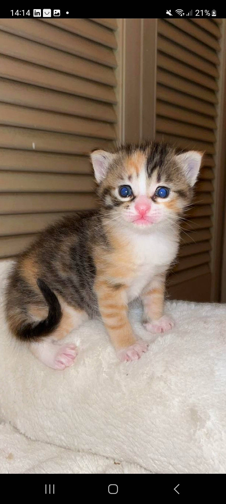 Shiva participe au concours pour gagner de l'argent avec cette photo : box, carnivore, cat, cat_supply, cat_toy, claw, domestic_short_haired_cat, fawn, felidae, fur, paw, pet_supply, small_to_medium_sized_cats, snout, tail, whiskers, wood