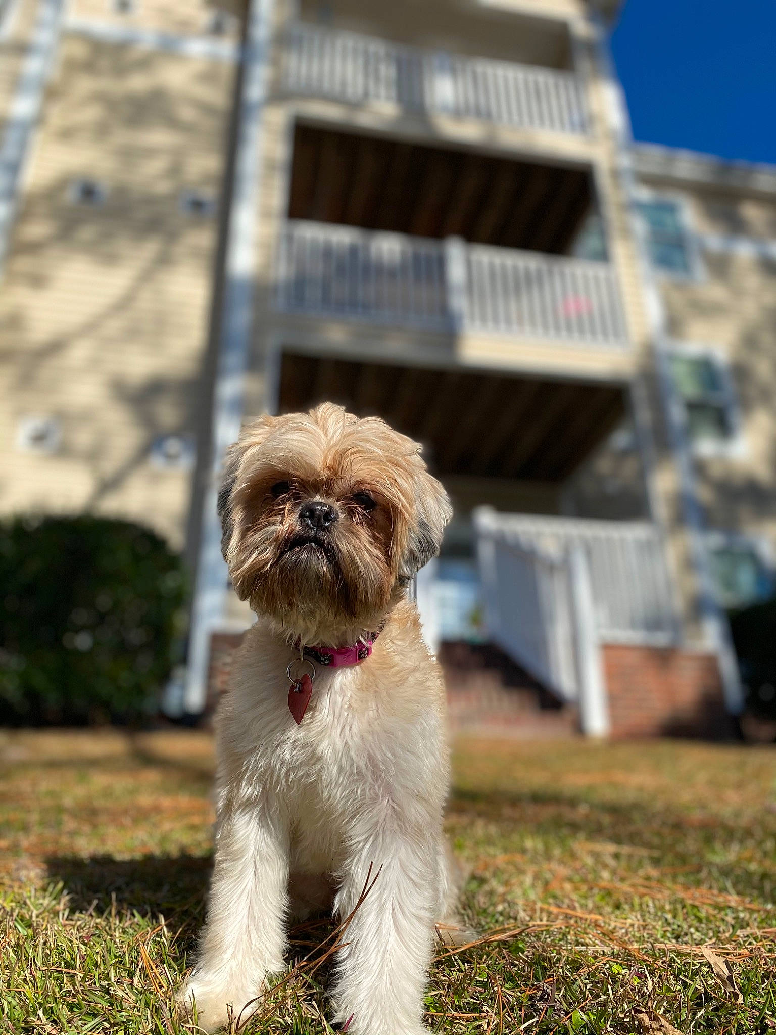 Roxy is registered to the contest to win money with this photo: building, canidae, carnivore, companion_dog, dog, dog_breed, fawn, fur, grass, liver, maltepoo, plant, shih_tzu, sky, small_terrier, snout, terrier, toy_dog, water_dog, working_animal