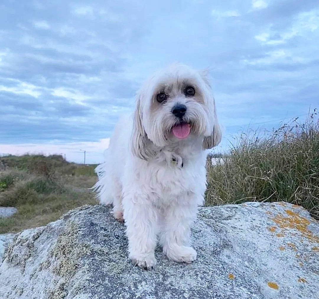 Figaro a rejoint le concours — aidez-le/la à gagner de superbes lots ! canidae, carnivore, cloud, companion_dog, dog, dog_breed, fur, grass, maltepoo, non_sporting_group, plant, sky, small_terrier, snout, sporting_group, terrier, toy_dog, water, water_dog, working_animal