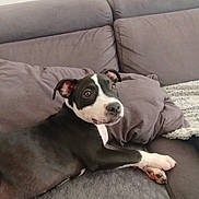 Baya participe au concours pour gagner de l'argent avec cette photo : animal, black_and_white, blanket, canine, comfort, companion, couch, cozy, dog, domestic, ears, fur, home, indoor, laying_down, looking, pet, pillow, relaxed, snout