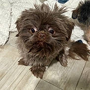 Scooter is registered to the contest to win money with this photo: animal, another_dog, brown_dog, canine, companion, curious, cute, dog, domestic_animal, floor, fluffy, fur, indoor, looking_up, pet, small_dog, snout, tile_floor, whiskers, wide_eyes