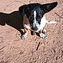 dog, black_and_white, sitting, outdoor, dirt, shadow, ear, paw, sunlight, ground, speckled, looking_down, animal, pet, canine, dusty, one_ear_up, small_dog, daylight, nature
