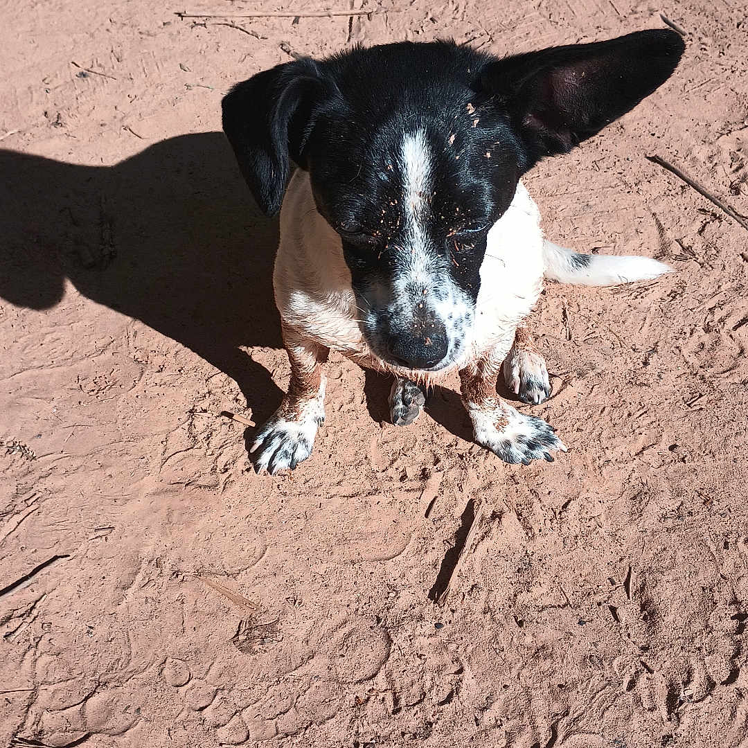 Buddy joined the competition — help win amazing prizes! animal, black_and_white, canine, daylight, dirt, dog, dusty, ear, ground, looking_down, nature, one_ear_up, outdoor, paw, pet, shadow, sitting, small_dog, speckled, sunlight