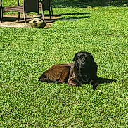 Tripp joined the competition — help win amazing prizes! dog, grass, outdoor, lawn, sunlight, pet, animal, backyard, relaxing, nature, chair, shadow, fence, greenery, daytime, canine, resting, summer, garden, peaceful