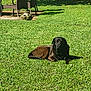 dog, grass, outdoor, lawn, sunlight, pet, animal, backyard, relaxing, nature, chair, shadow, fence, greenery, daytime, canine, resting, summer, garden, peaceful