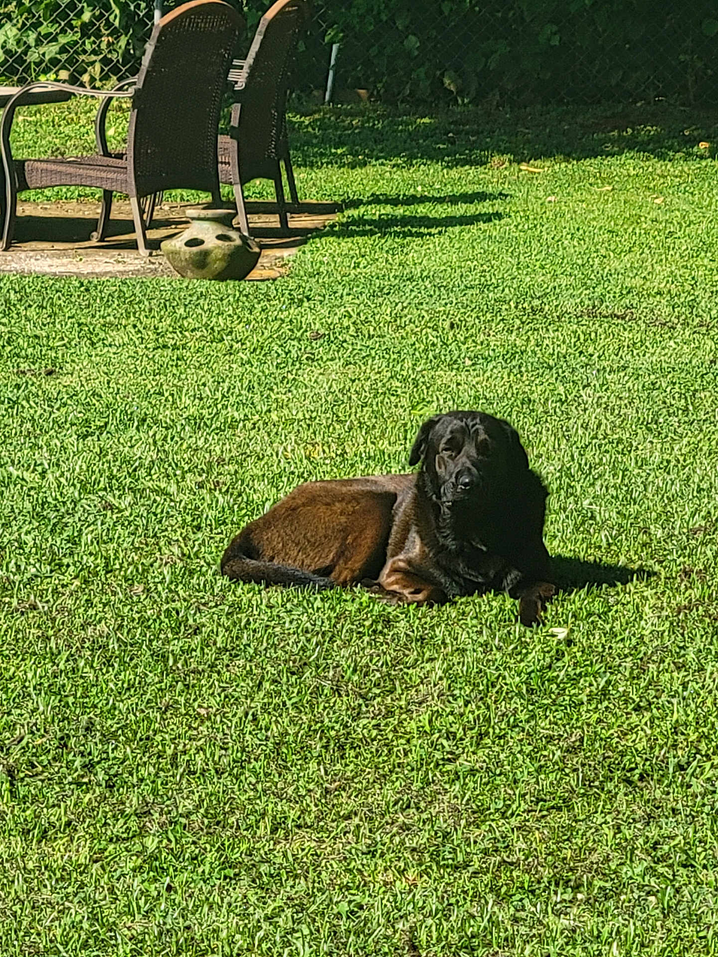 Tripp joined the competition — help win amazing prizes! dog, grass, outdoor, lawn, sunlight, pet, animal, backyard, relaxing, nature, chair, shadow, fence, greenery, daytime, canine, resting, summer, garden, peaceful