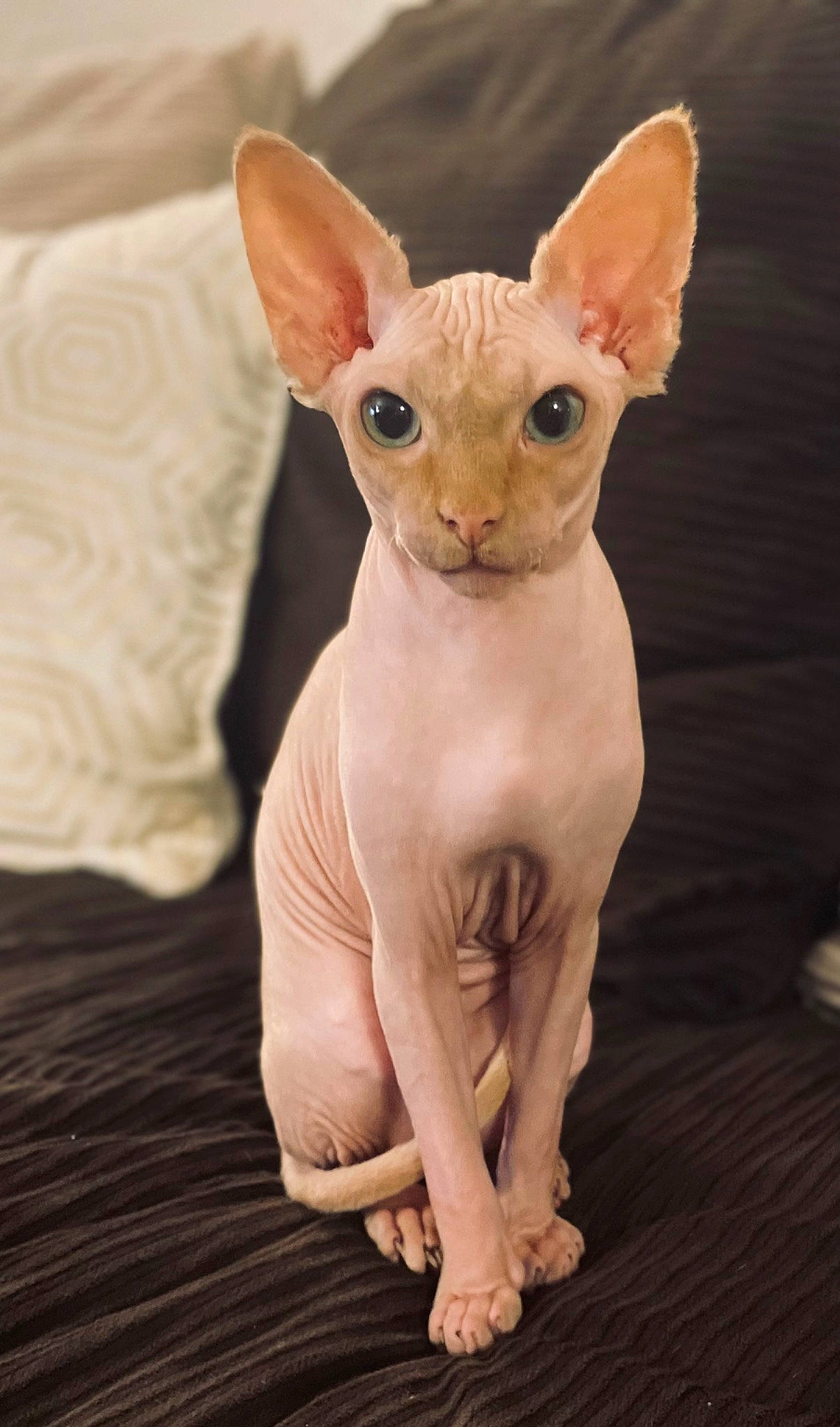 Dobby is registered to the contest to win money with this photo: artifact, canidae, carnivore, cat, dog_breed, donskoy, ear, fawn, felidae, neck, peterbald, rex_cat, small_to_medium_sized_cats, snout, sphynx, tail, terrestrial_animal, throat, toy, whiskers