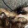 cat, siamese_cat, fur, carpet, pet, animal, indoor, whiskers, ears, eyes, paw, cute, feline, closeup, relaxed, looking, curious, lying_down, fluffy, domestic_animal