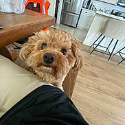 Willie joined the competition — help win amazing prizes! dog, brown_dog, curious, indoor, kitchen, wooden_floor, refrigerator, chair, table, orange_jacket, couch, home, pet, fur, flooring, appliances, counter, light, cozy, curled_ears