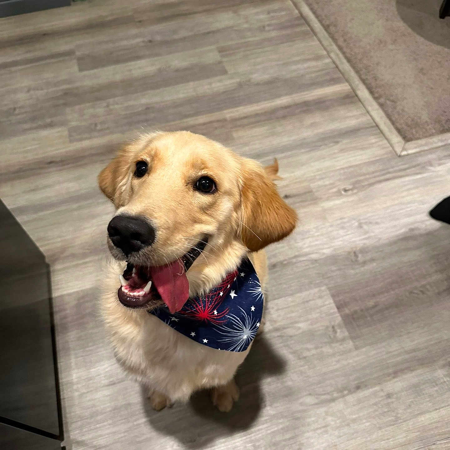 Caramel is registered to the contest to win money with this photo: animal, canine, dog, dogbed, goldenretriever, hardwood, hound, indoors, interiordesign, labradorretriever, leash, person, pet, puppy, snout, tile, walkingdog, wood