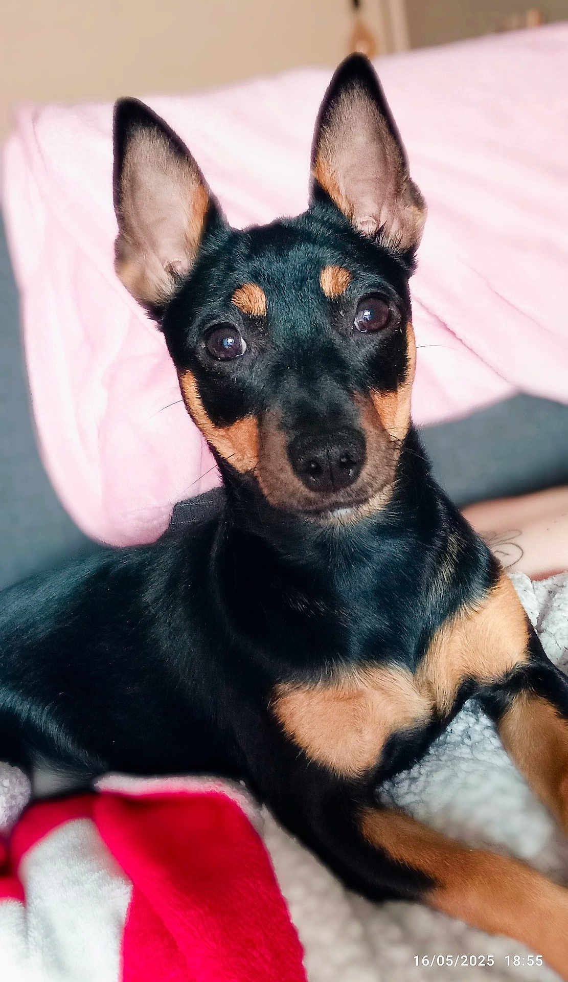 Noa