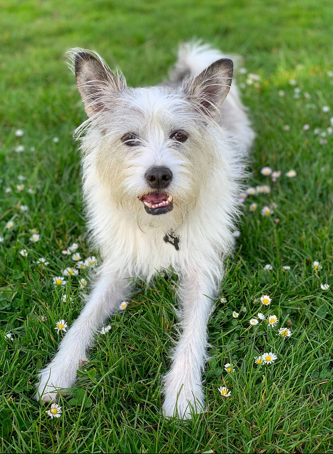 Bunny joined the competition — help win amazing prizes! carnivore, collar, companion_dog, dog, dog_breed, dog_collar, dog_supply, flower, grass, grassland, groundcover, herbaceous_plant, plant, sporting_group, walking, working_dog