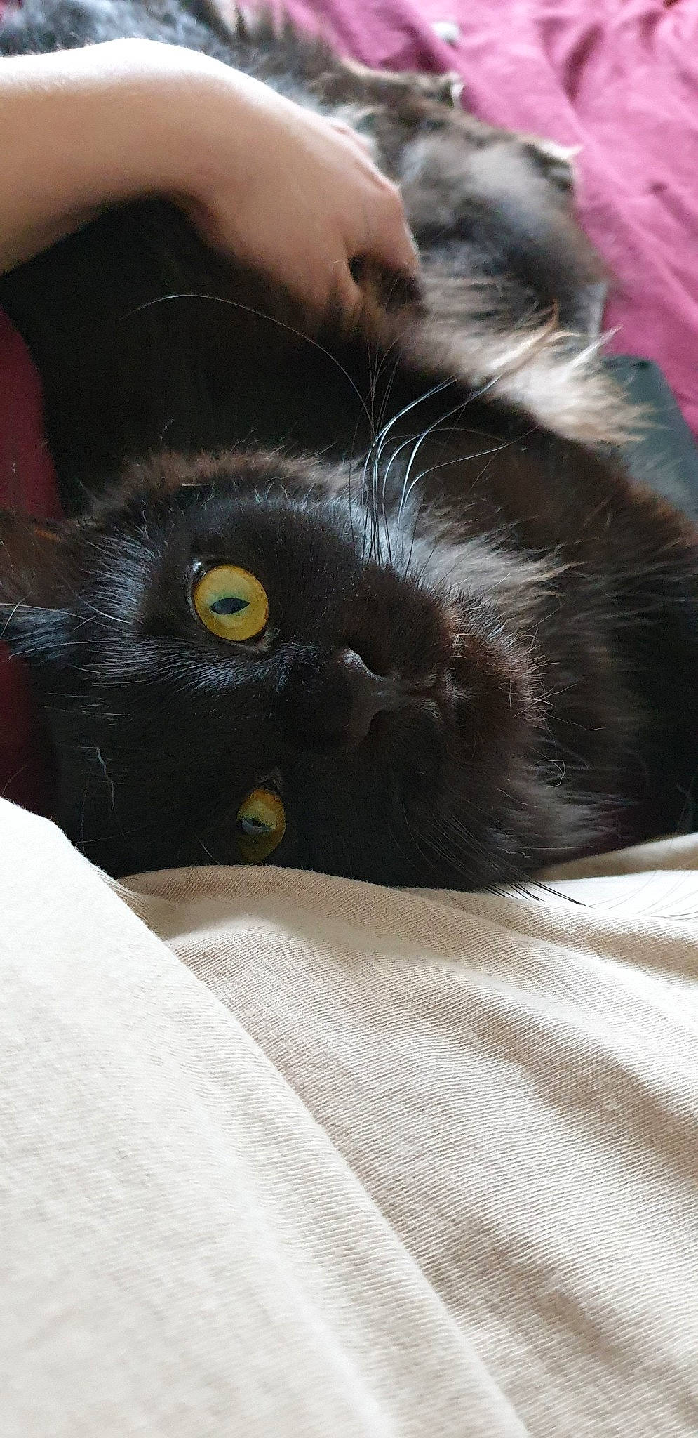 Narcos a rejoint le concours — aidez-le/la à gagner de superbes lots ! black, black_cat, black_hair, bombay, burmese, carnivore, cat, domestic_long_haired_cat, felidae, fur, small_to_medium_sized_cats, snout, whiskers