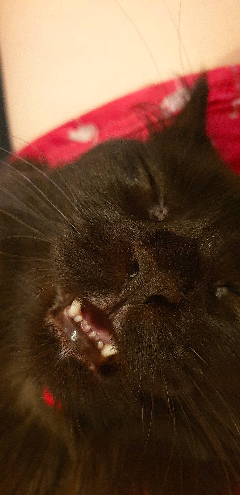 Narcos participe au concours pour gagner de l'argent avec cette photo : black_cat, carnivore, cat, close_up, ear, facial_expression, felidae, fur, norwegian_forest_cat, nose, small_to_medium_sized_cats, snout, whiskers