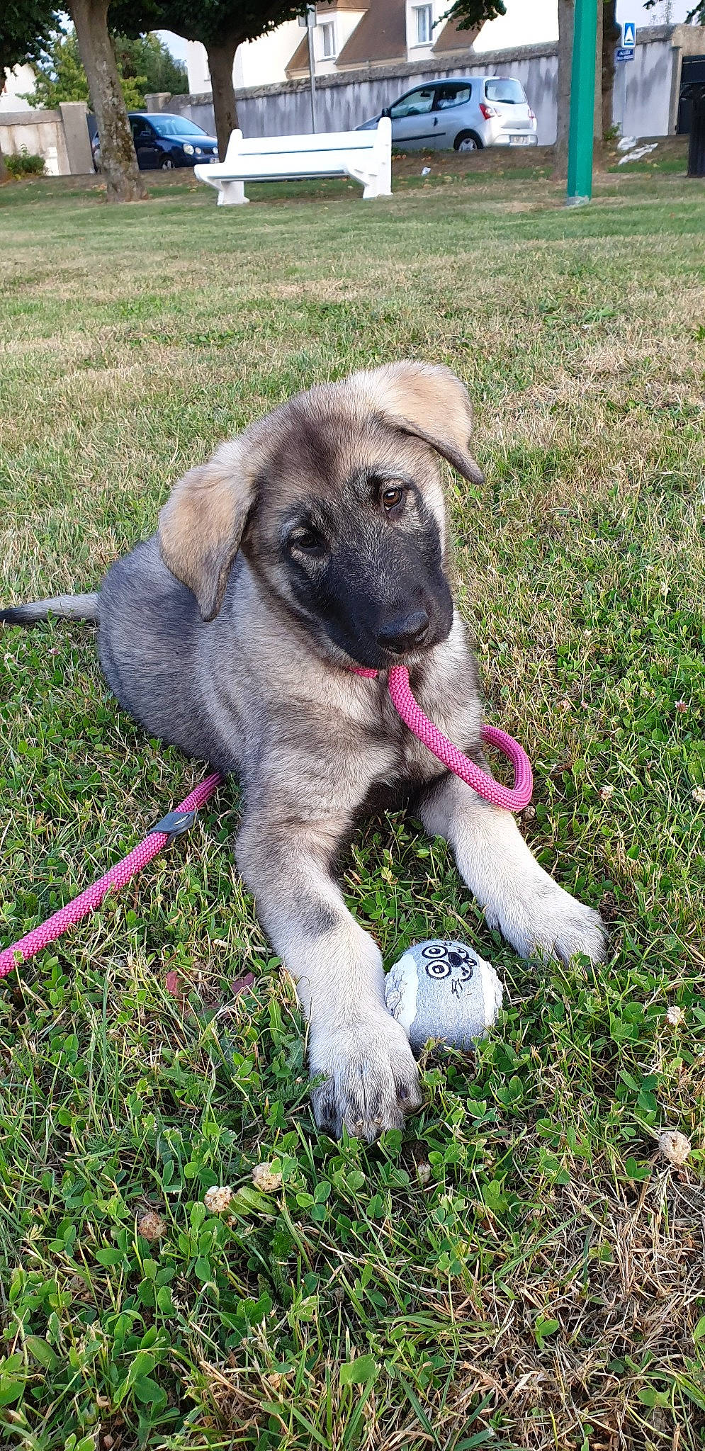 Phoïbe participe au concours pour gagner de l'argent avec cette photo : anatolian_shepherd_dog, canidae, carnivore, carpathian_shepherd_dog, dog, dog_breed, fawn, grass, kangal_dog, livestock_guardian_dog, mammal, sarplaninac, snout, sporting_group, vertebrate