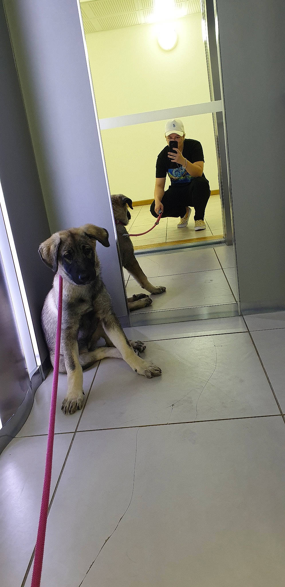 Phoïbe a rejoint le concours — aidez-le/la à gagner de superbes lots ! canidae, carnivore, dog, dog_breed, door, fawn, floor, flooring, sporting_group