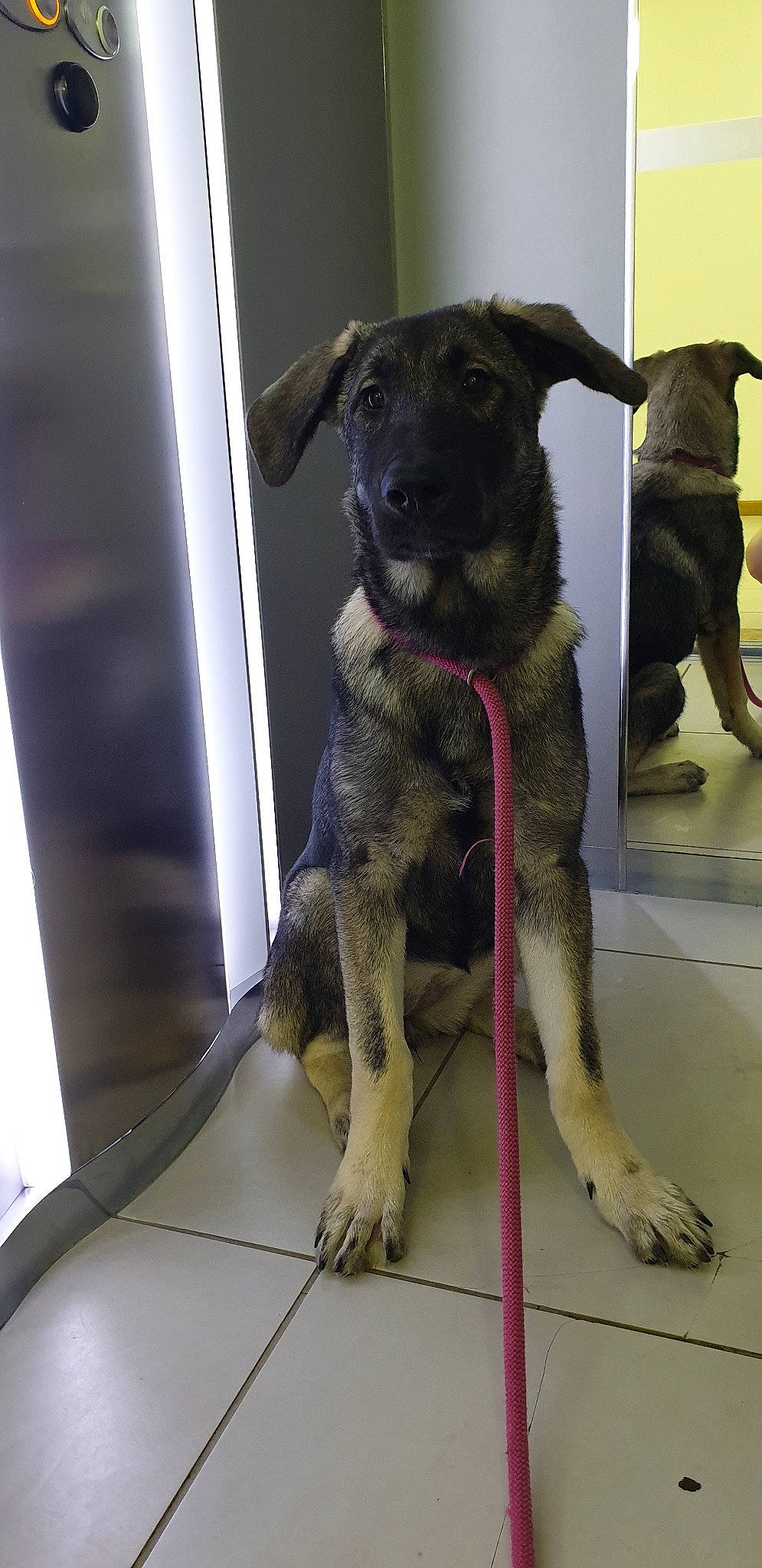 Phoïbe a rejoint le concours — aidez-le/la à gagner de superbes lots ! canidae, carnivore, dog, dog_breed, mammal, puppy, rare_breed_dog, snout, sporting_group, vertebrate