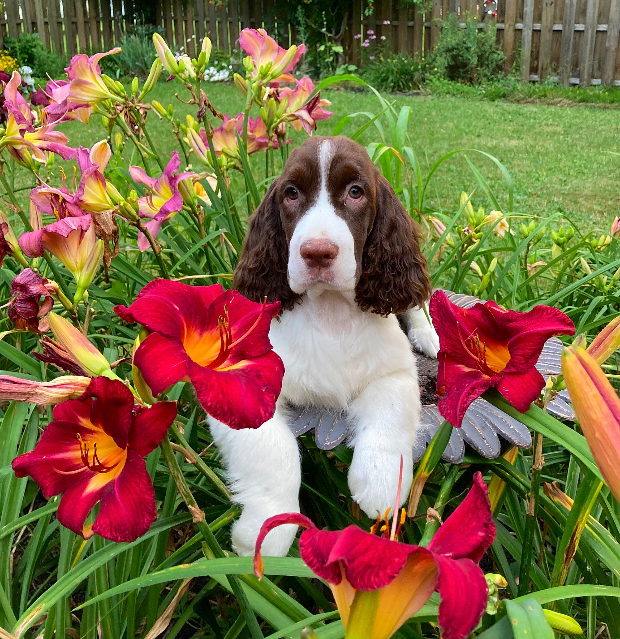 Faberge is registered to the contest to win money with this photo: annual_plant, botany, carnivore, companion_dog, dog, dog_breed, flower, flowering_plant, garden, gardening, grass, groundcover, gun_dog, herbaceous_plant, liver, petal, plant, shrub, sporting_group, terrestrial_plant