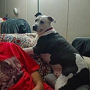 Molly joined the competition — help win amazing prizes! dog, black_and_white, couch, person, red_tshirt, indoor, patterned_fabric, pet, companion, relaxed, furniture, paw, seated, casual, home, animal, domestic, friendship, resting, living_room