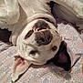 Molly is registered to the contest to win money with this photo: dog, playful, upside_down, bedspread, patterned, teeth, grin, ears, canine, joy, silliness, pet, animal, white_fur, black_fur, closeup, indoor, cute, happy, smiling