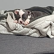 Arko a rejoint le concours — aidez-le/la à gagner de superbes lots ! bed, black_and_white, blanket, blanket_fold, cozy, cute, dog, domestic_animal, fur, head, indoor, nose, paw, pet, puppy, resting, sleeping, snooze, soft, textile