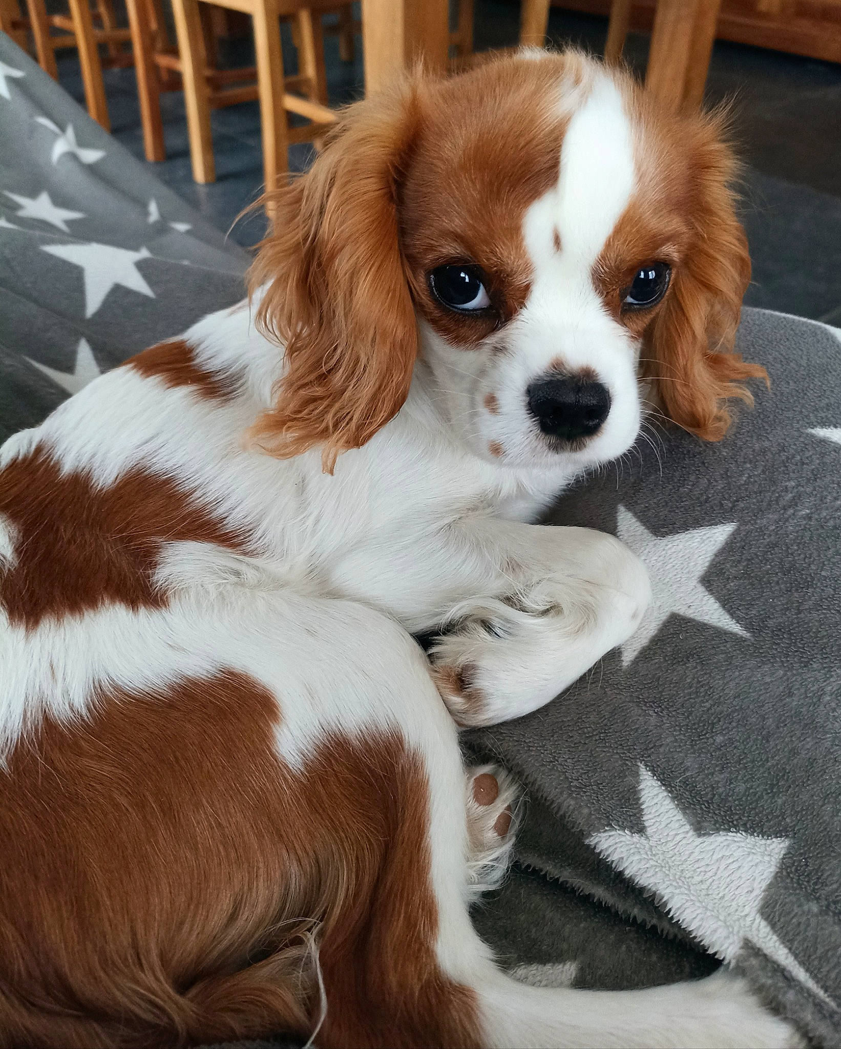 Alba a rejoint le concours — aidez-le/la à gagner de superbes lots ! carnivore, cavalier_king_charles_spaniel, companion_dog, dog, dog_breed, door, fawn, fur, king_charles_spaniel, liver, puppy_love, snout, spaniel, sporting_group, terrestrial_animal, toy, toy_dog, whiskers, wood, working_animal