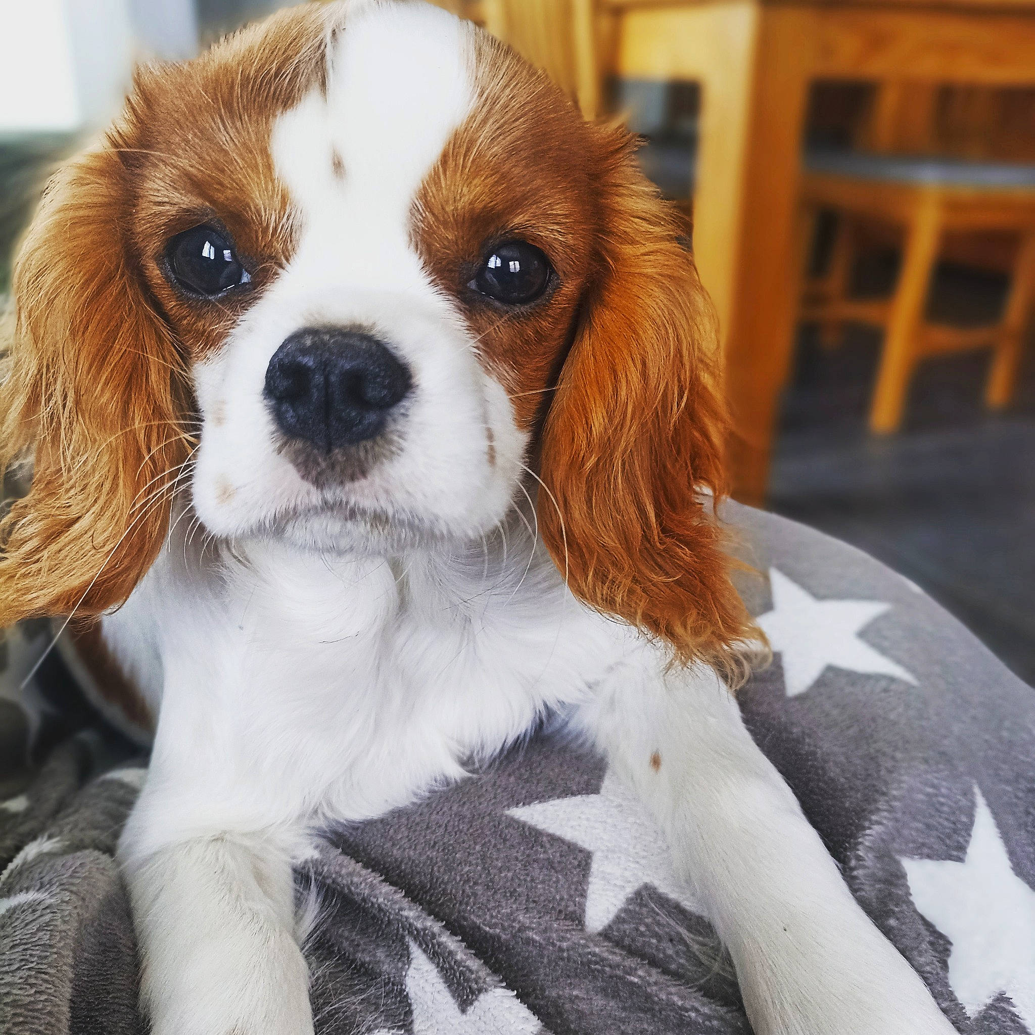 Alba a rejoint le concours — aidez-le/la à gagner de superbes lots ! canidae, carnivore, cavalier_king_charles_spaniel, chair, companion_dog, dog, dog_breed, fawn, fur, king_charles_spaniel, liver, puppy_love, snout, spaniel, sporting_group, terrestrial_animal, toy, toy_dog, whiskers, working_animal