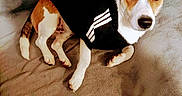 Pastis a rejoint le concours — aidez-le/la à gagner de superbes lots ! animal, beagle, blanket, canine, cap, chihuahua, clothing, dog, dogbed, furniture, hat, hound, husky, indoors, pet, policedog, puppy, snout, vest, whitedog