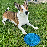 Pastis a rejoint le concours — aidez-le/la à gagner de superbes lots ! alert, animal, brown_and_white, canine, cute, daylight, dog, ears, frisbee, fun, grass, grass_field, looking, nature, outdoor, park, pet, playful, resting, summer