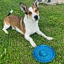 alert, animal, brown_and_white, canine, cute, daylight, dog, ears, frisbee, fun, grass, grass_field, looking, nature, outdoor, park, pet, playful, resting, summer