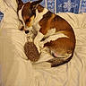 animal, bed, blanket, blue, brown, comfortable, cozy, cute, dog, ears, floral, fur, indoor, pattern, pet, resting, sleepy, tail, toy, white