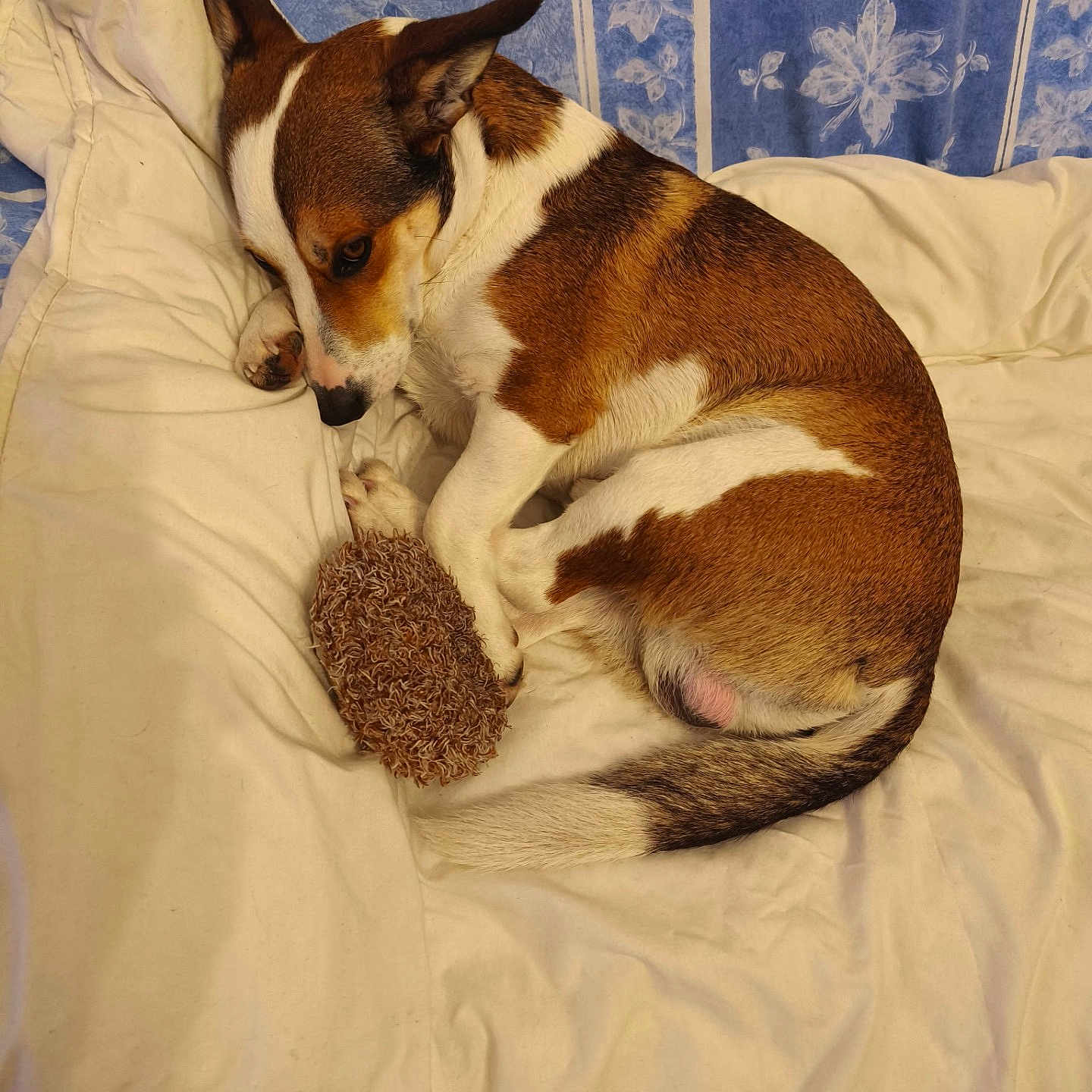 Pastis a rejoint le concours — aidez-le/la à gagner de superbes lots ! animal, bed, blanket, blue, brown, comfortable, cozy, cute, dog, ears, floral, fur, indoor, pattern, pet, resting, sleepy, tail, toy, white