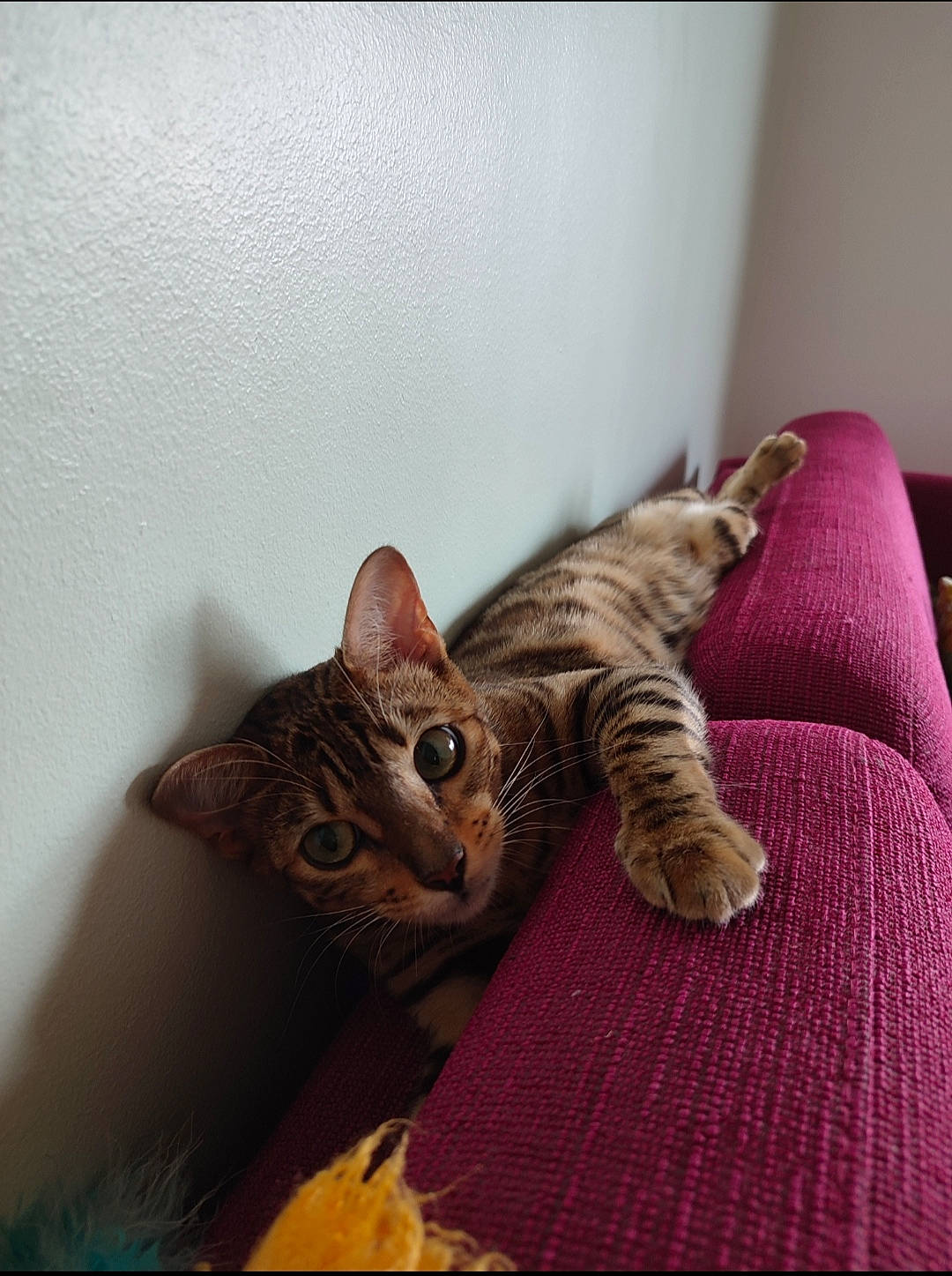 Bonnie participe au concours pour gagner de l'argent avec cette photo : carnivore, cat, comfort, couch, domestic_short_haired_cat, door, fawn, felidae, fur, grey, hardwood, linens, paw, room, small_to_medium_sized_cats, snout, tail, whiskers, wildlife, wood