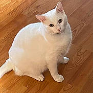 Snowflake is registered to the contest to win money with this photo: animal, cat, close_up, companion, curious, cute, domestic_cat, ears, feline, flooring, fur, household, indoor, looking_up, pet, sitting, tail, whiskers, white_cat, wooden_floor
