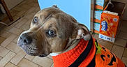 Biggy participe au concours pour gagner de l'argent avec cette photo : dog, pet, halloween, costume, sweater, orange, black, striped, portrait, indoors, kitchen, tile_floor, standing, brown_fur, white_paws, floppy_ears, short_hair, collar, snack_boxes, cute