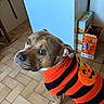 dog, pet, halloween, costume, sweater, orange, black, striped, portrait, indoors, kitchen, tile_floor, standing, brown_fur, white_paws, floppy_ears, short_hair, collar, snack_boxes, cute