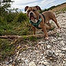 dog, brown_dog, white_chest, harness, outdoor, nature, rocky_ground, riverbank, pebbles, grass, trees, driftwood, blue_sky, clouds, standing, portrait, animal, pet, adventure, scenic
