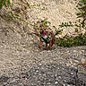 Biggy participe au concours pour gagner de l'argent avec cette photo : dog, canine, pet, brown_dog, harness, outdoor, woodland, forest, rocky_terrain, gravel, trail, nature, leaves, branches, standing, happy, smiling, open_mouth, adventure, portrait