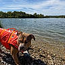 Biggy a rejoint le concours — aidez-le/la à gagner de superbes lots ! dog, life_jacket, lakeshore, lake, swans, water, outdoors, nature, shoreline, pebbles, rocks, trees, sky, clouds, reflection, brown_dog, standing, portrait, animal, sunlight
