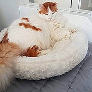 Minouche participe au concours pour gagner de l'argent avec cette photo : animal, cat, comfort, cozy, cute, domestic_cat, fluffy, fur, furniture, household, indoor, modern, orange, pet_bed, relaxed, resting, sleepy, soft, tail, white