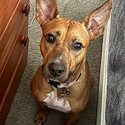 Sasha joined the competition — help win amazing prizes! dog, pet, brown_dog, ears, collar, carpet, indoor, furniture, dresser, bed, looking_up, attentive, cute, animal, mammal, canine, domestic_animal, companion, portrait, sitting