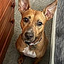 dog, pet, brown_dog, ears, collar, carpet, indoor, furniture, dresser, bed, looking_up, attentive, cute, animal, mammal, canine, domestic_animal, companion, portrait, sitting