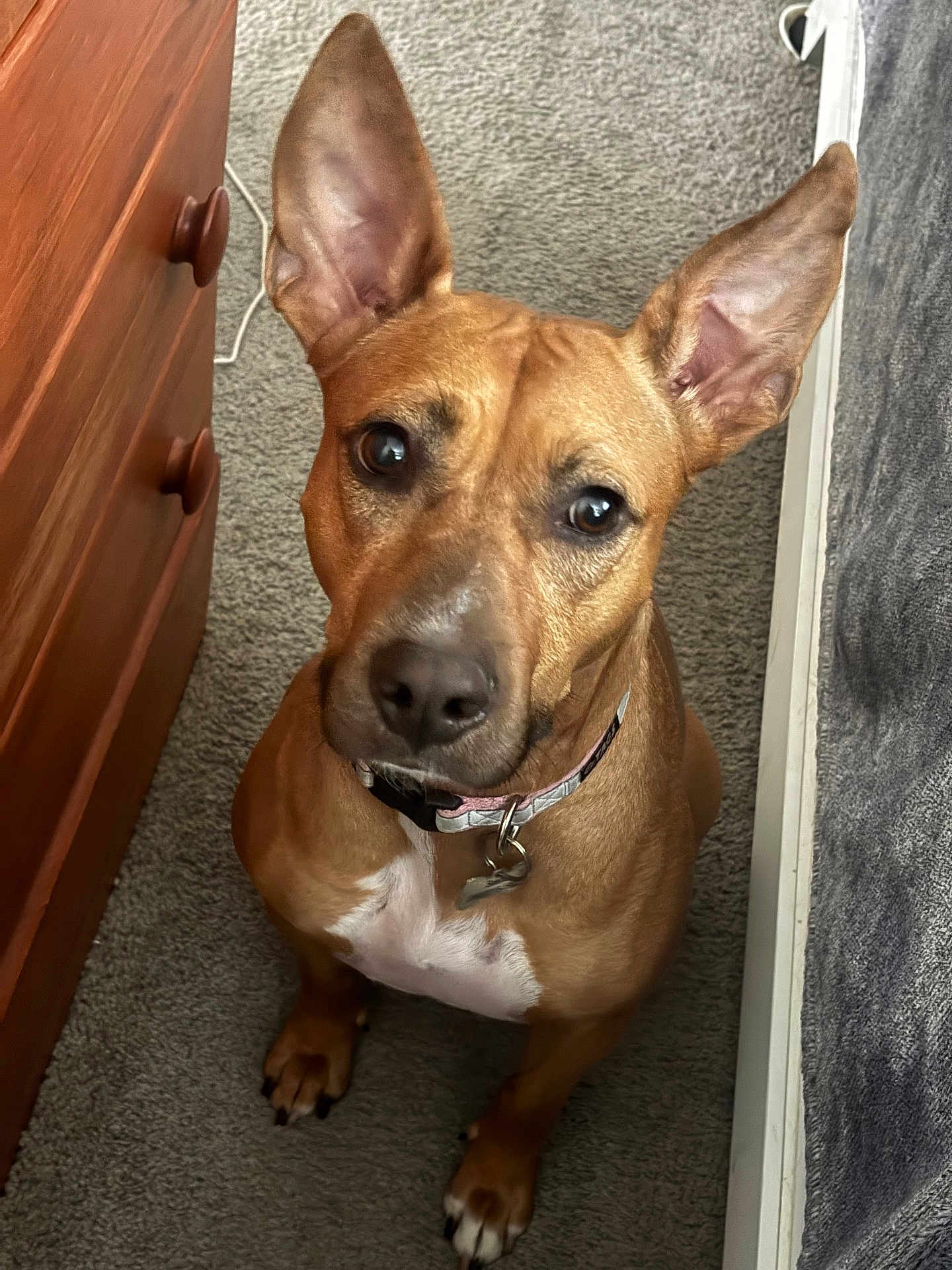 Sasha joined the competition — help win amazing prizes! dog, pet, brown_dog, ears, collar, carpet, indoor, furniture, dresser, bed, looking_up, attentive, cute, animal, mammal, canine, domestic_animal, companion, portrait, sitting